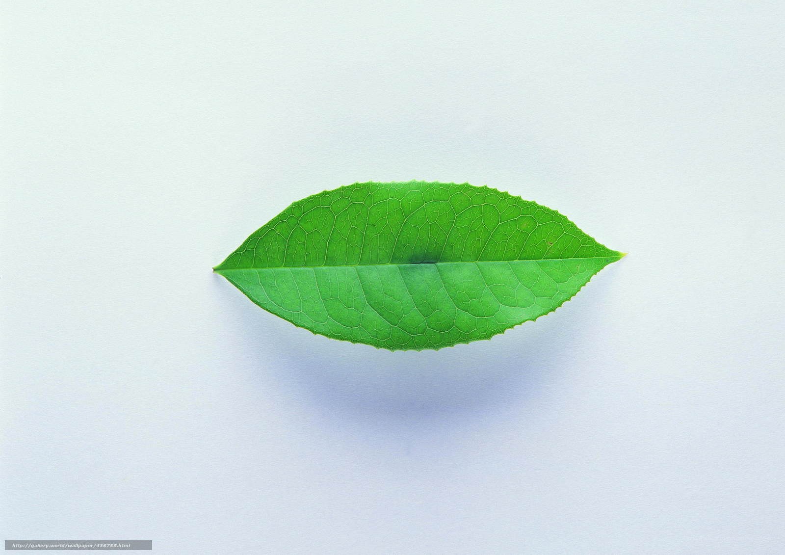green leaf on white background
