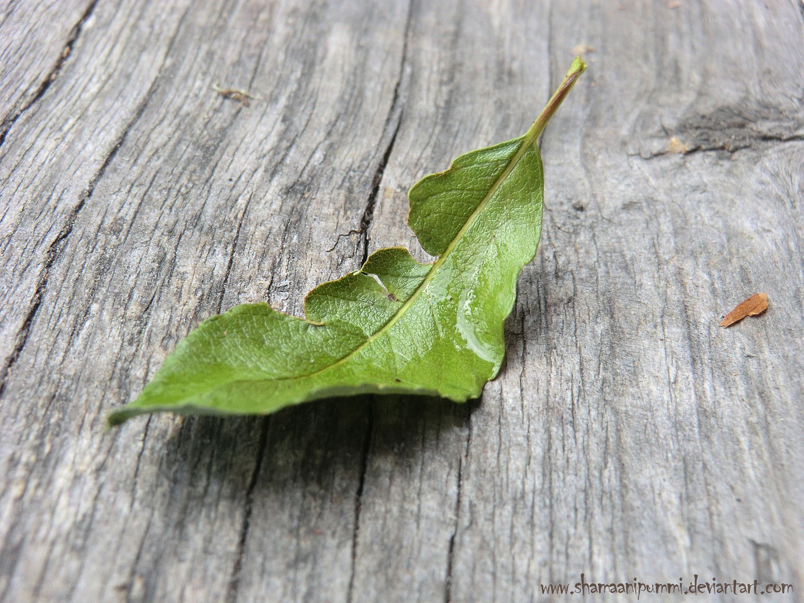 green leaf on wood