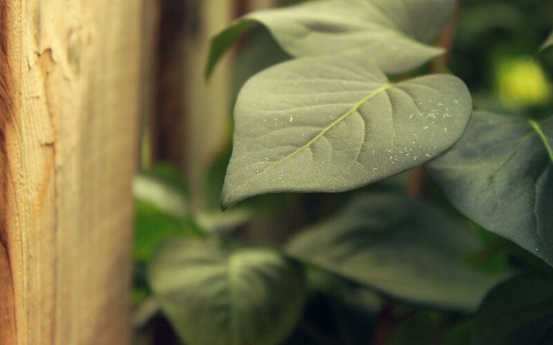Green Leaf on Wood — Calm, Photograph