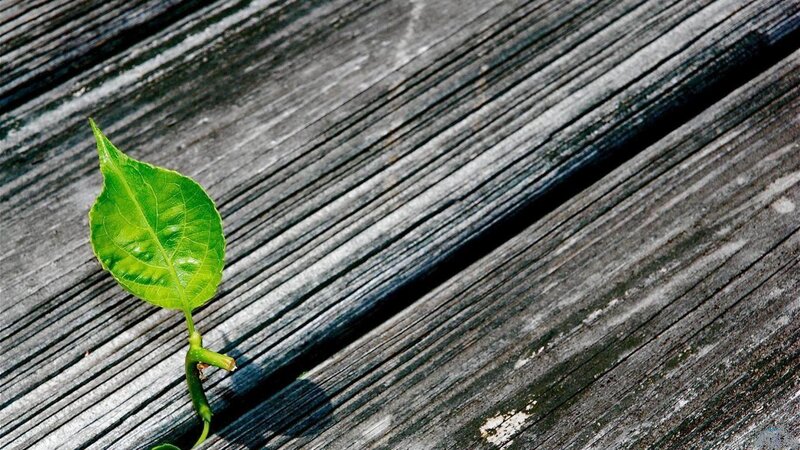 Green Leaf on Wood — Calm