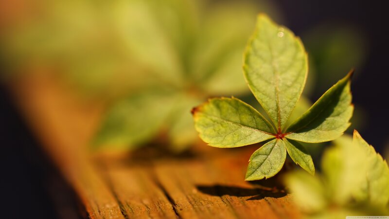 Green Leaf on Wood — Serene