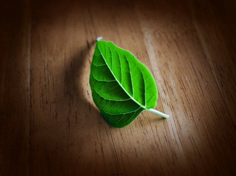 green leaf on wood