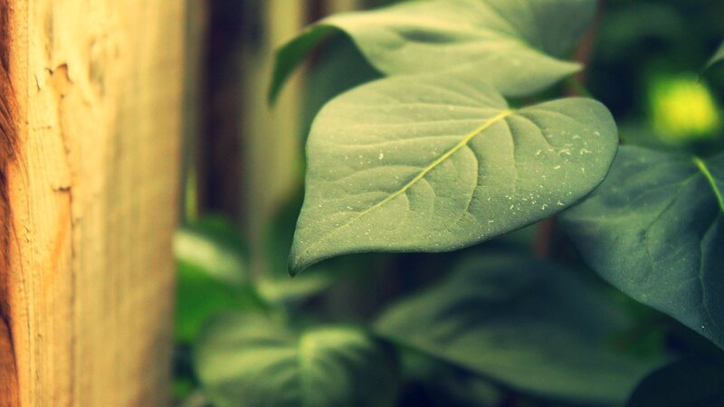 green leaf on wooden background