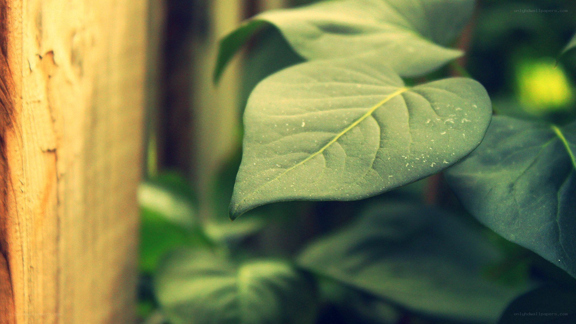 green leaf on wooden background