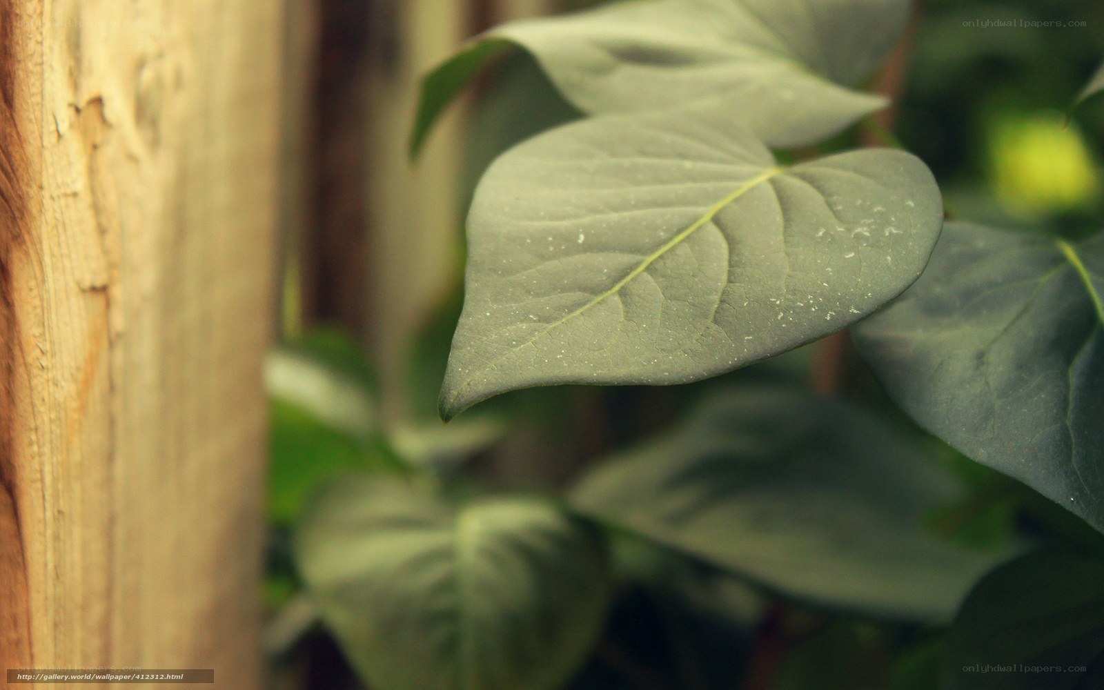 green leaf on wooden background