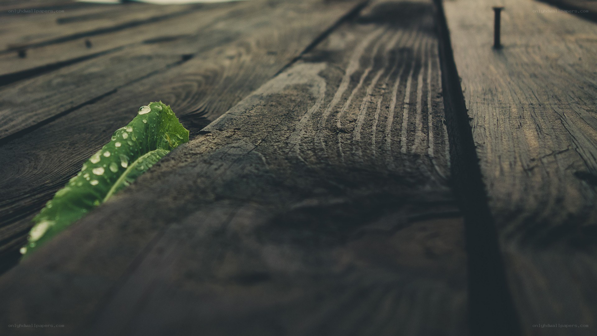 green leaf on wooden planks
