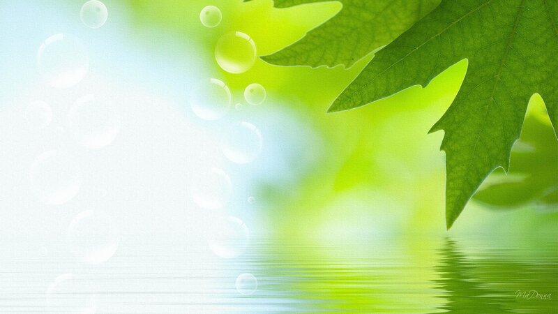 Green Leaf over Water