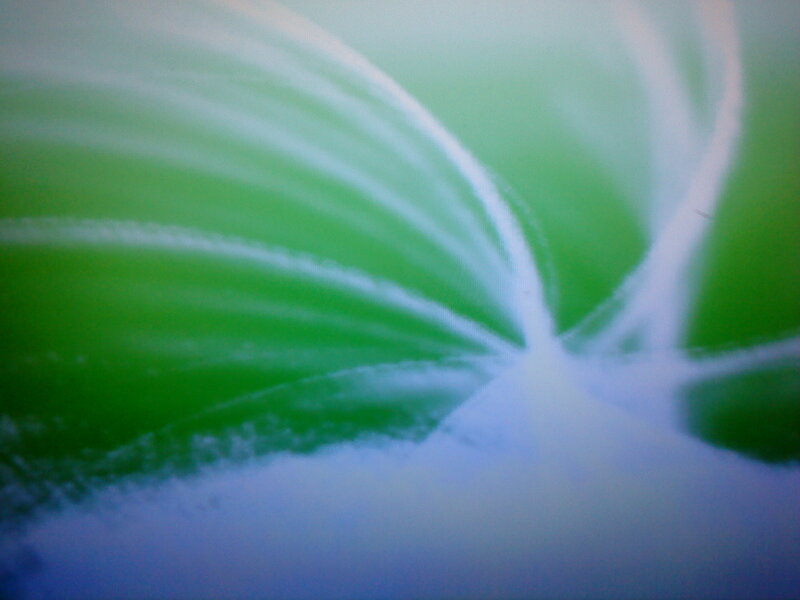 Green Leaf Pattern — Calm, Abstract