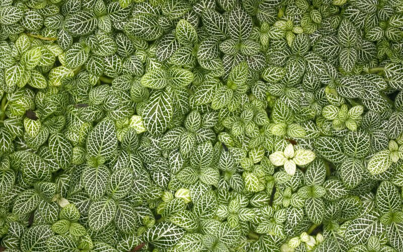 green leaf pattern
