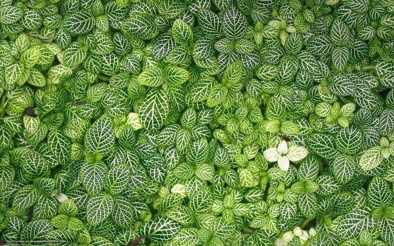 green leaf pattern wallpaper