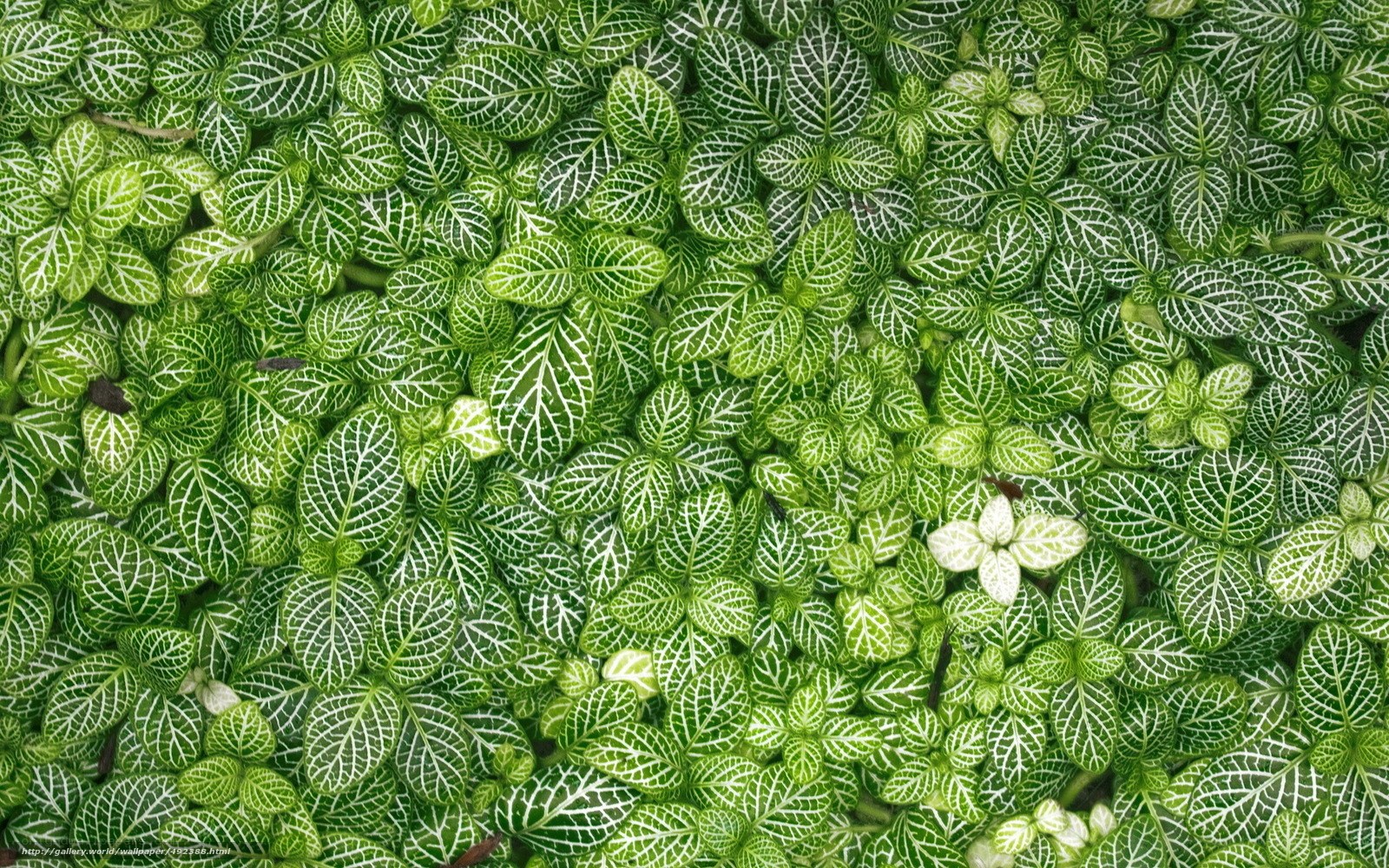 green leaf pattern wallpaper
