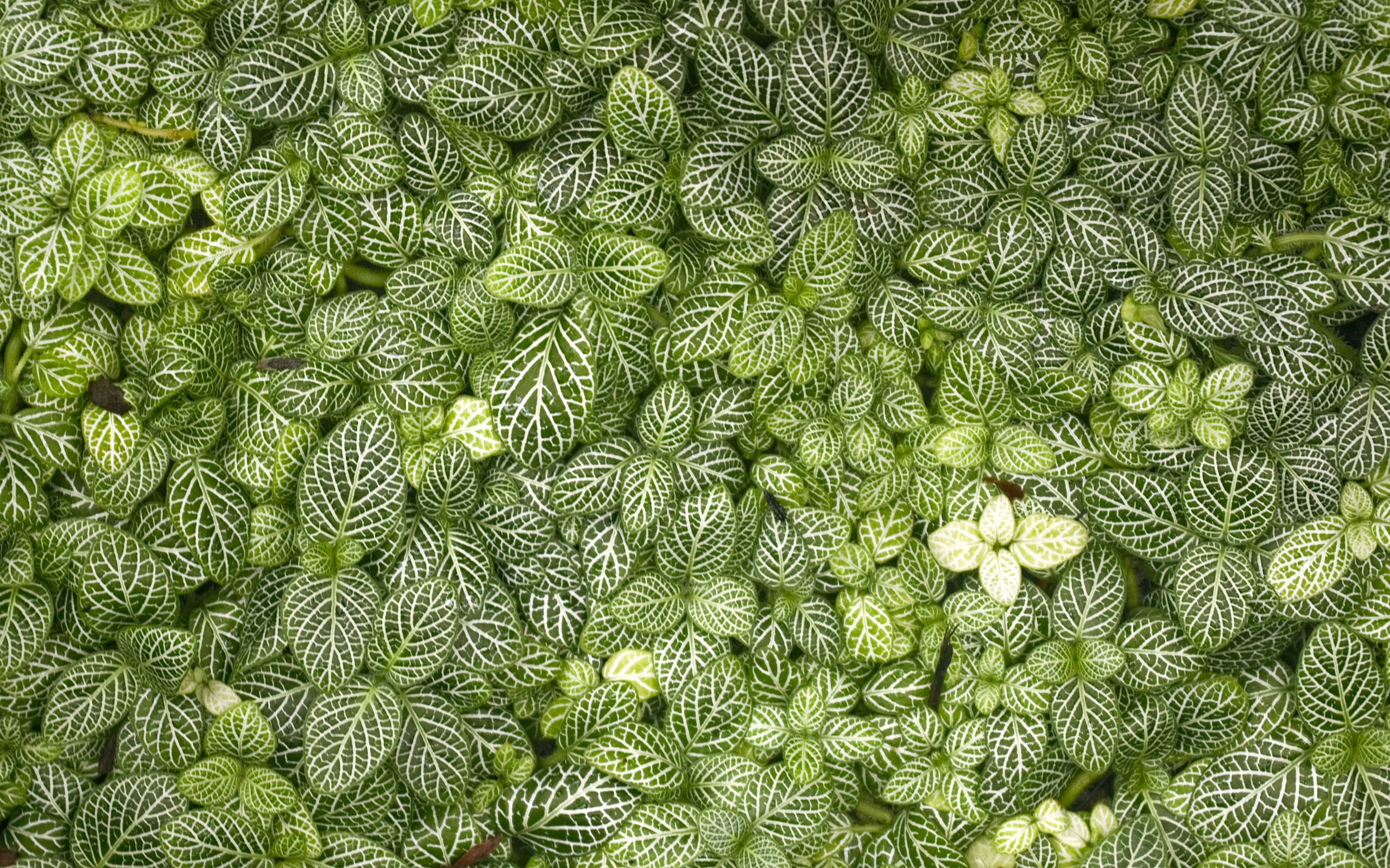 green leaf pattern