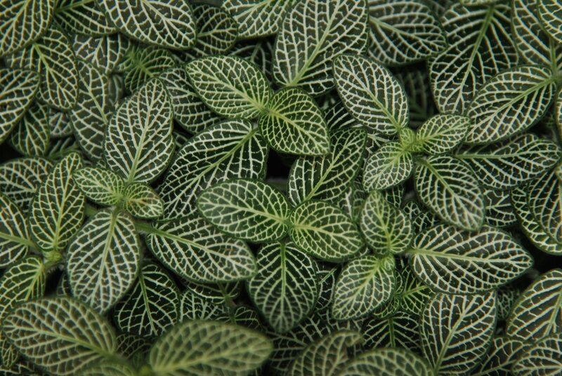 green leaf plant pattern