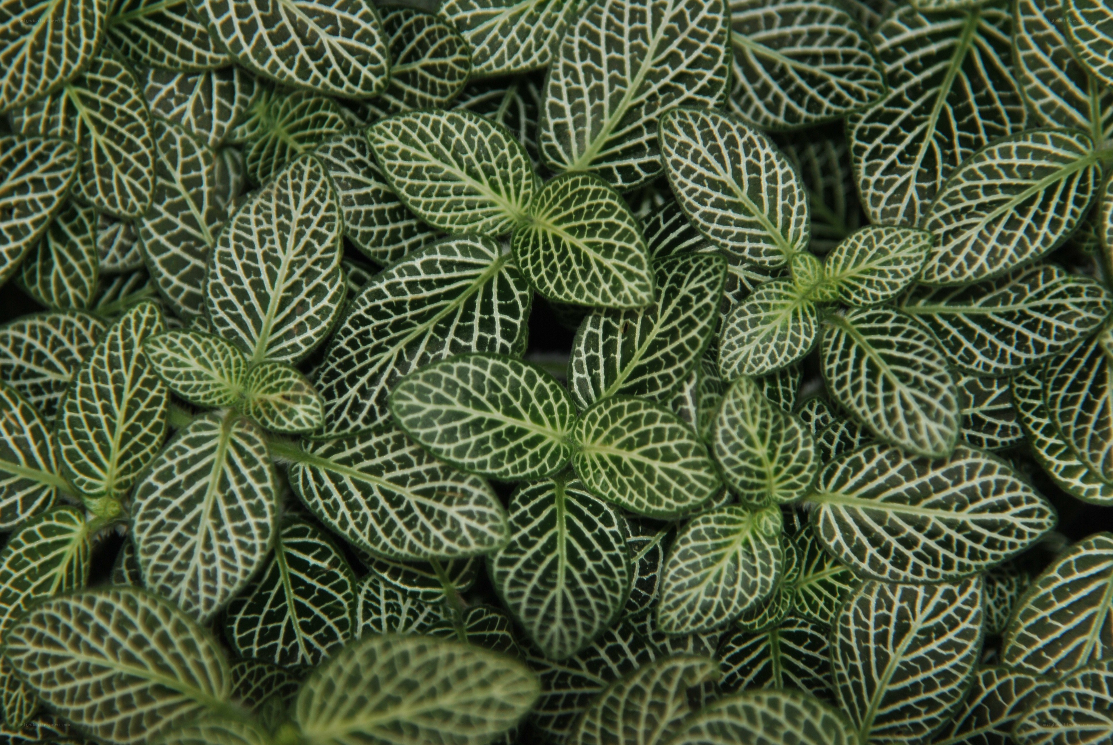 green leaf plant pattern