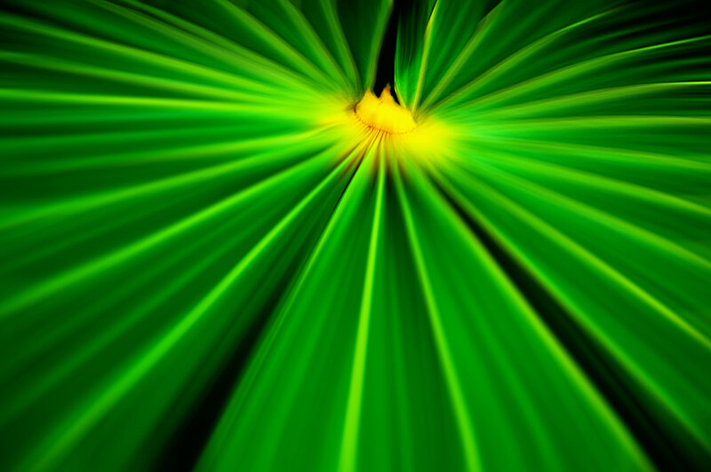green leaf radiating pattern