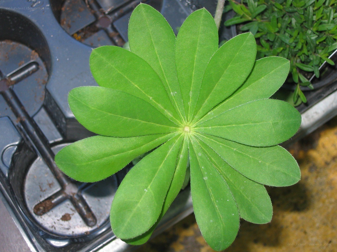 green leaf rosette plant