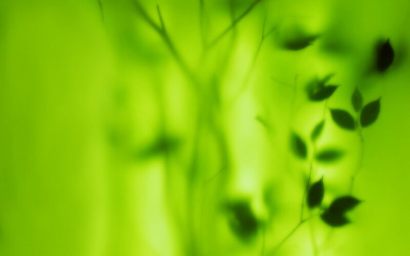 green leaf shadows