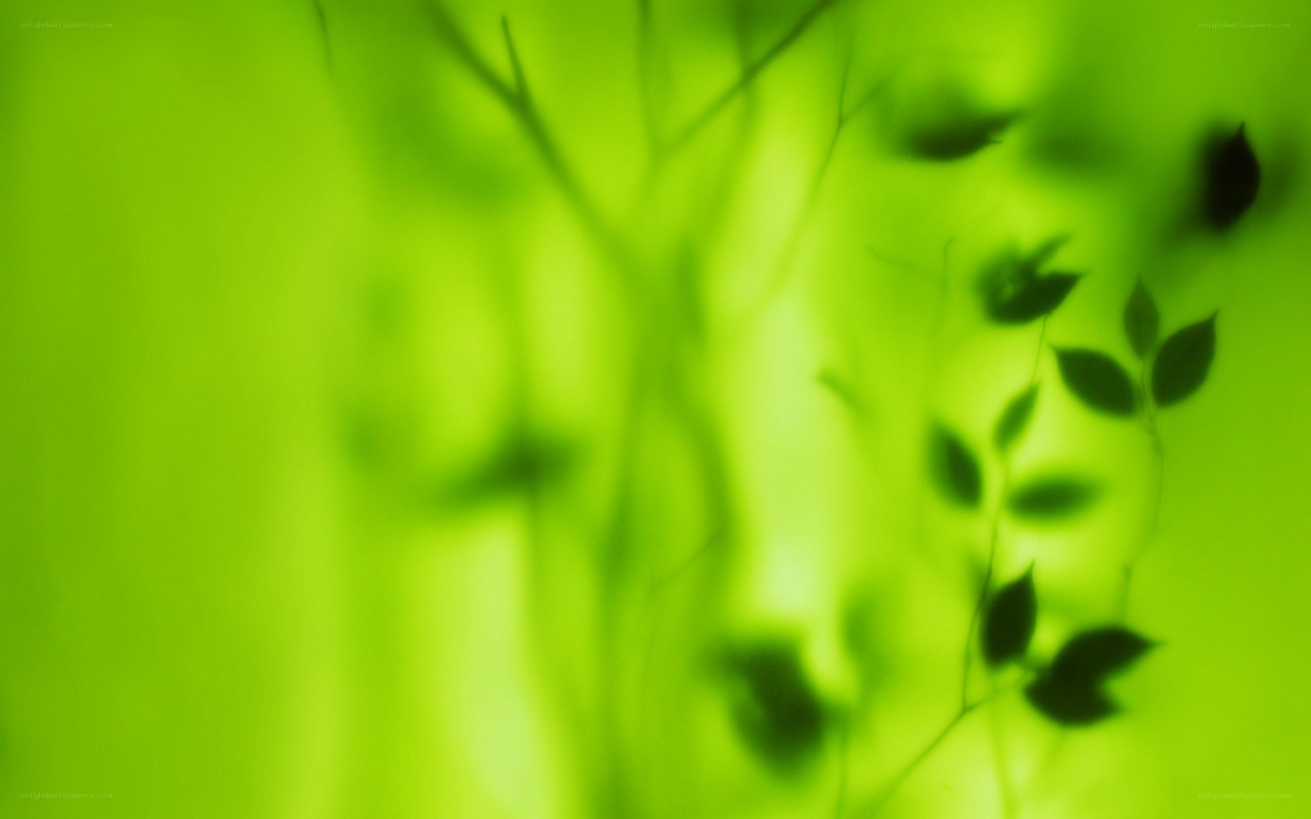 green leaf shadows