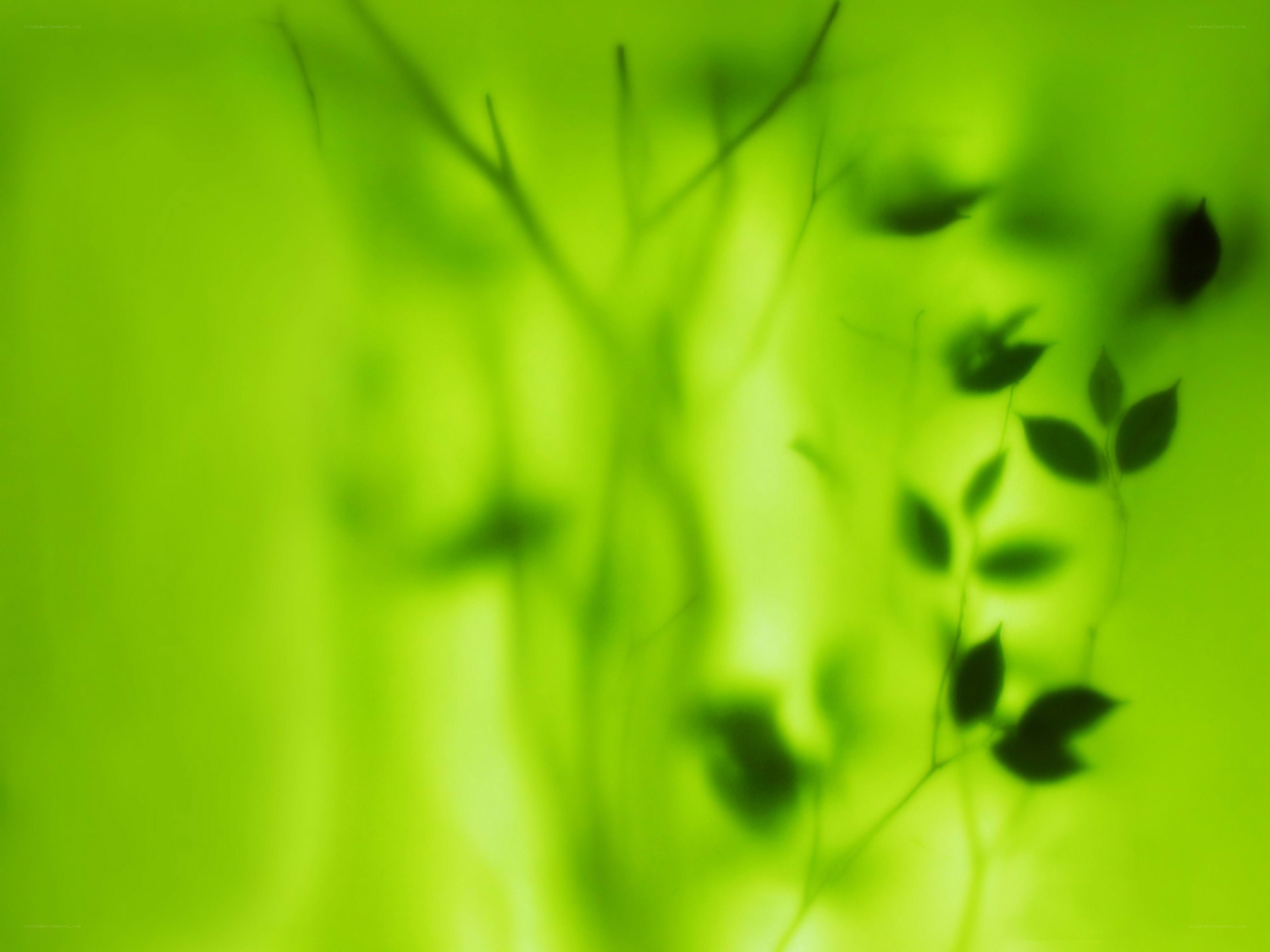green leaf shadows