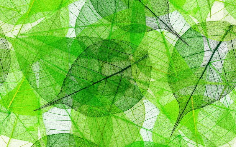 Green Leaf Skeletons