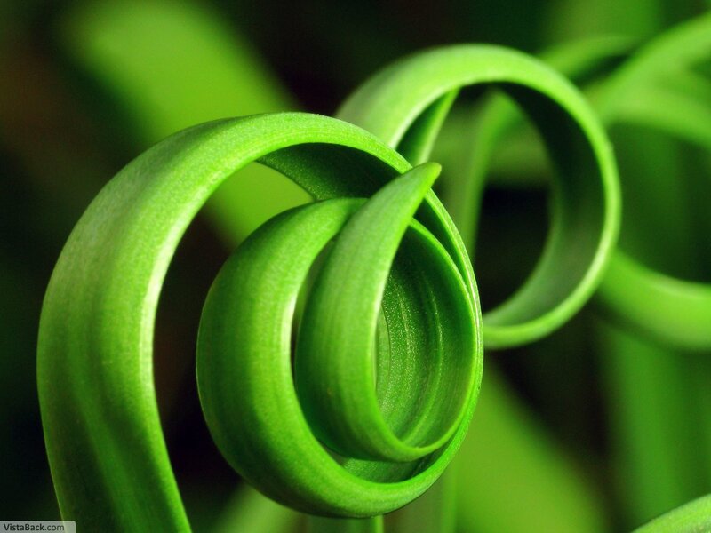 green leaf spiral