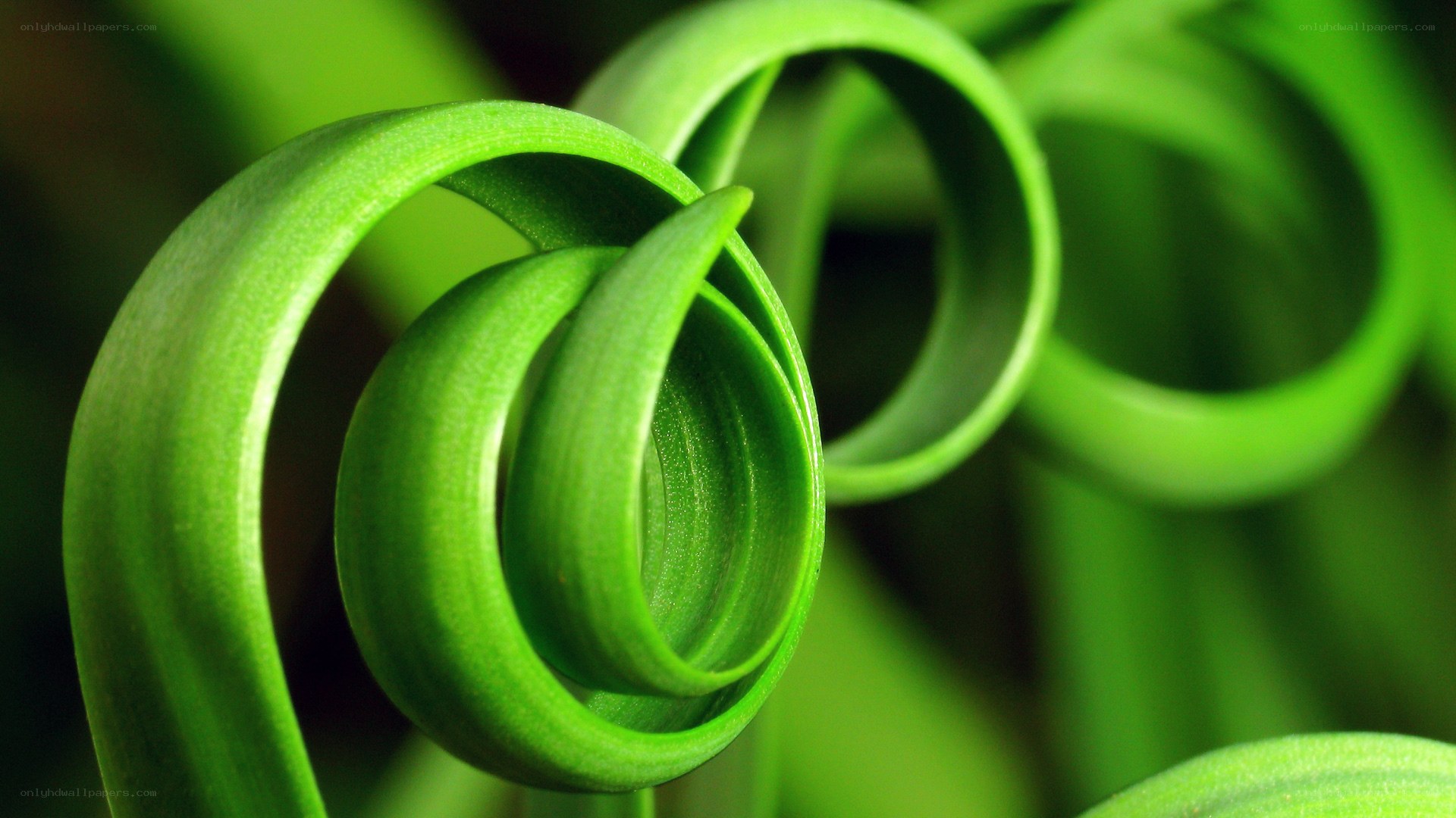 green leaf spiral close-up