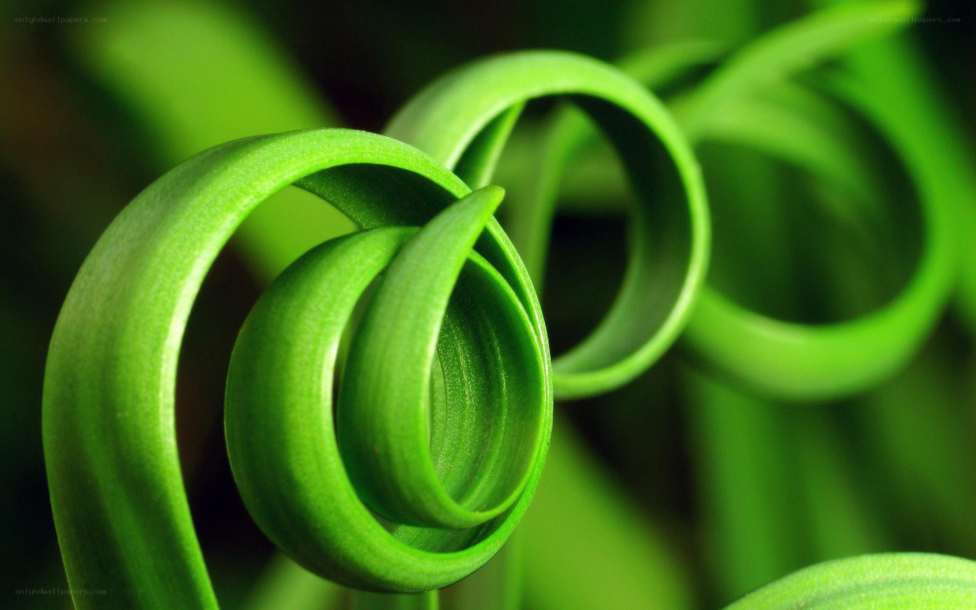 Green leaf spiral close-up