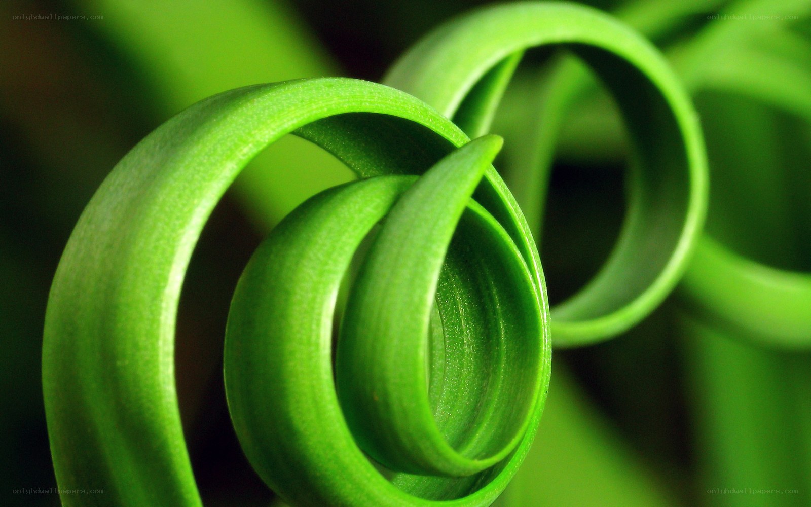 Green leaf spiral close-up