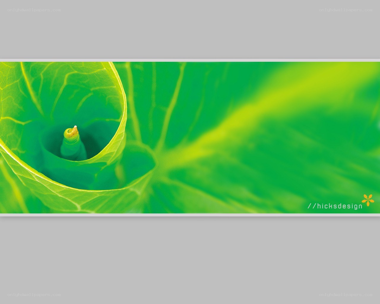 green leaf spiral close-up