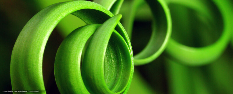 Green leaf spiral close-up