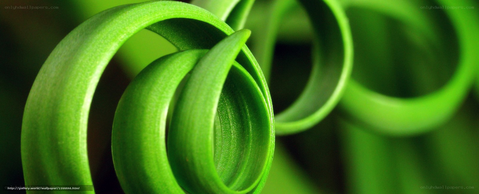 Green leaf spiral close-up