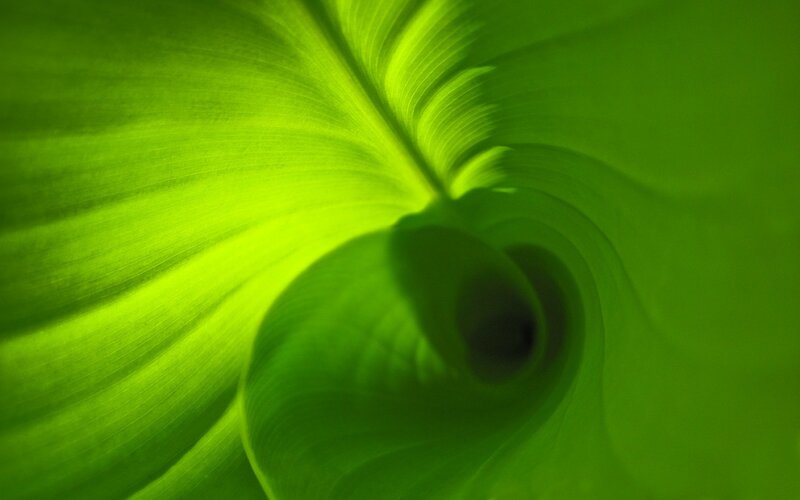 green leaf spiral pattern