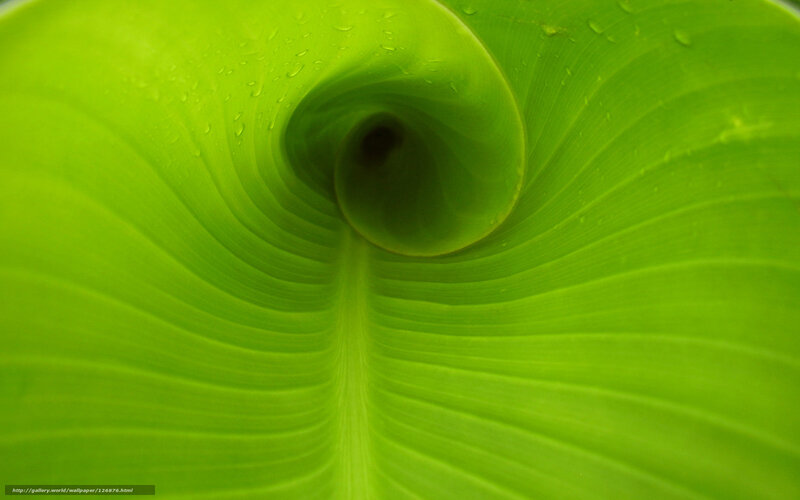 green leaf spiral pattern