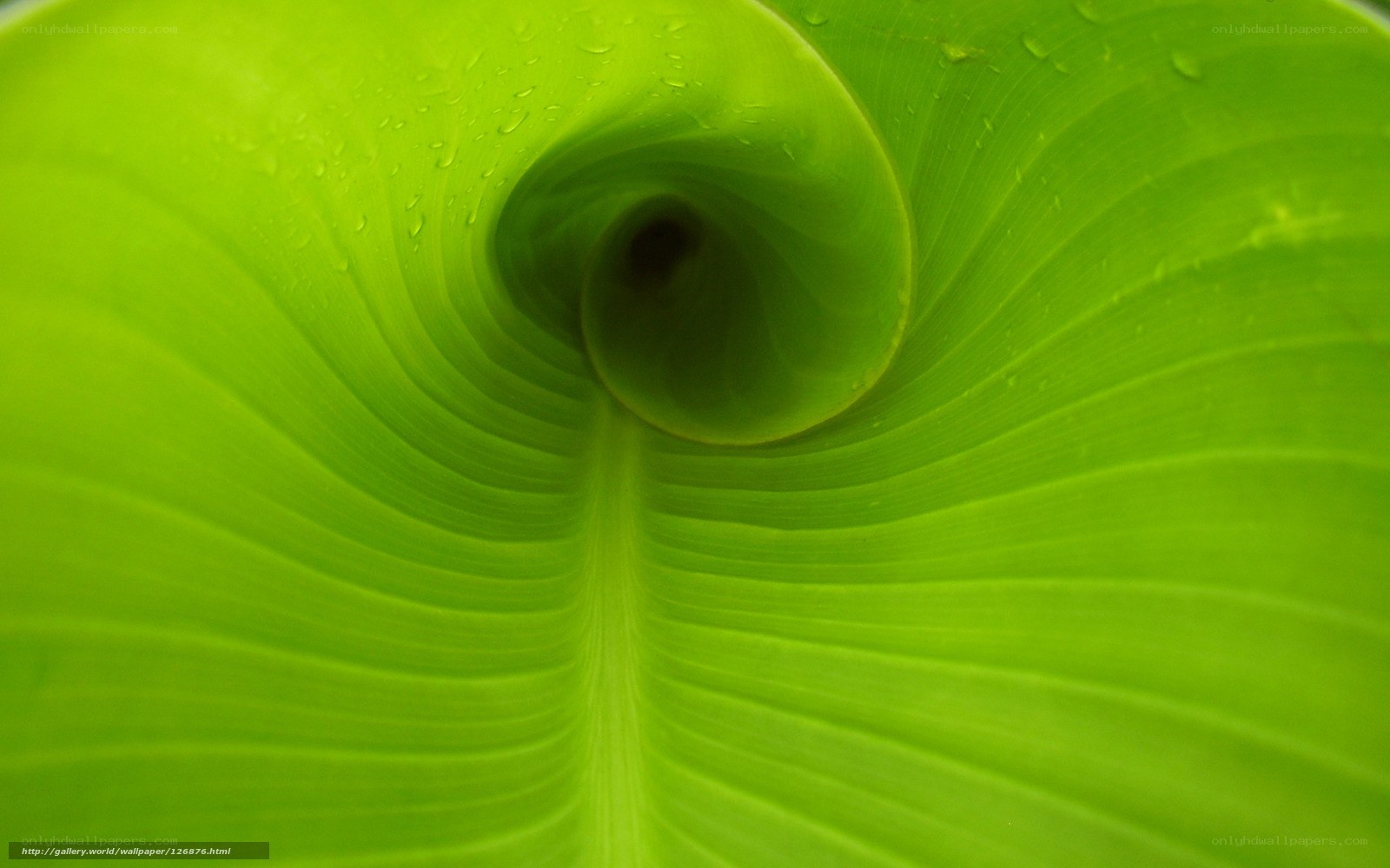 green leaf spiral pattern