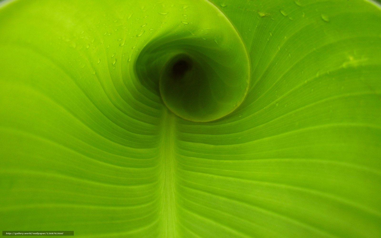 green leaf spiral pattern