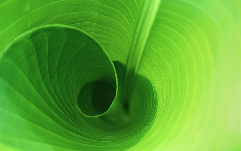 Green Leaf Spiral — Serene, Photograph