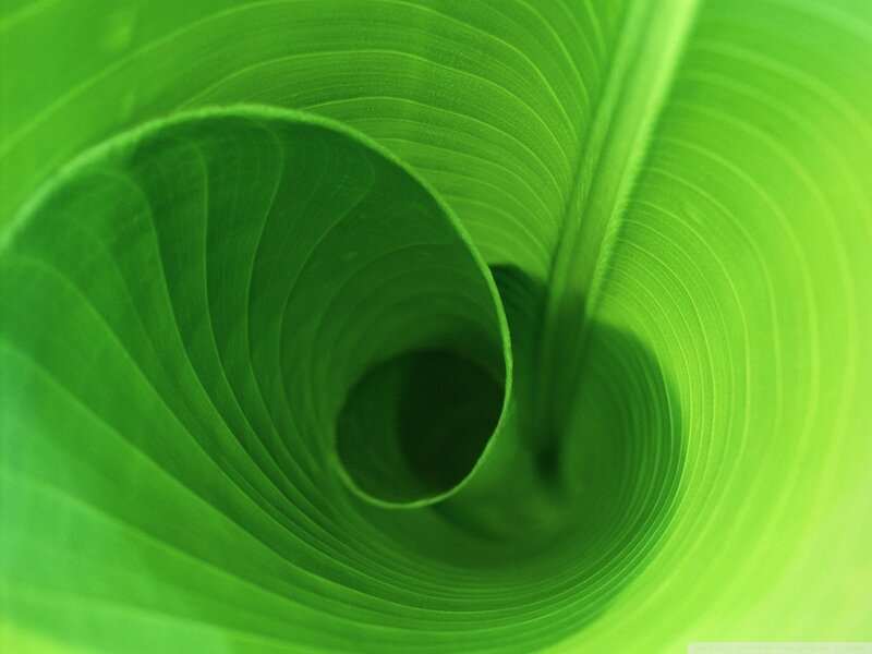 Green Leaf Spiral — Serene, Photograph, Vein