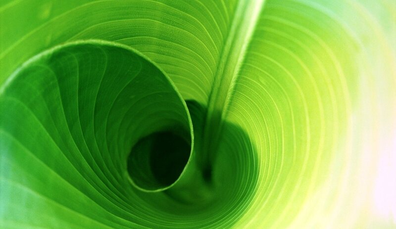 Green Leaf Spiral — Serene