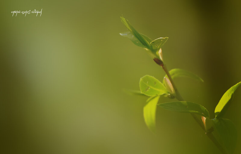 Green Leaf Sprout — Serene, Morning