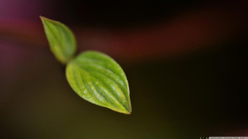 Green Leaf Sprout — Serene