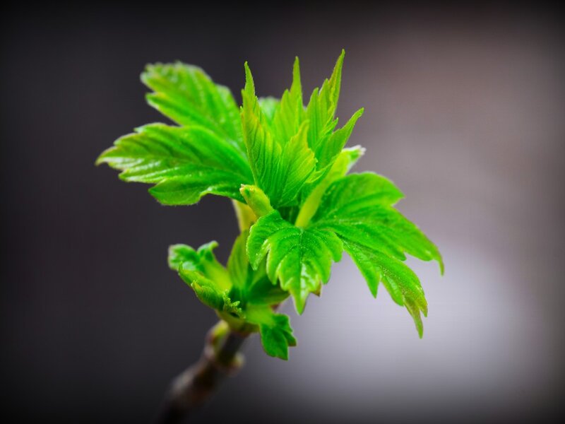 Green Leaf Sprout