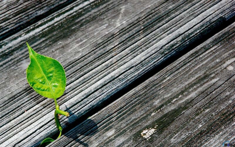 Green Leaf Sprouting — Calm