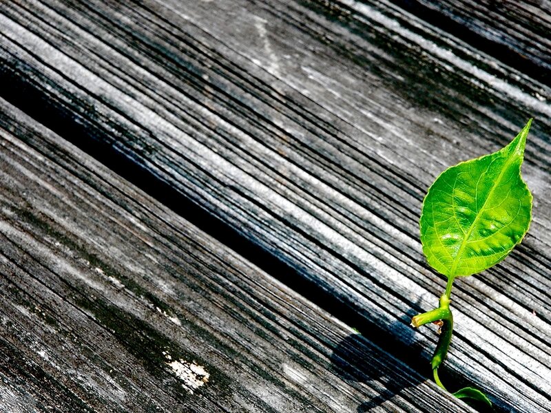 Green leaf sprouting from wood
