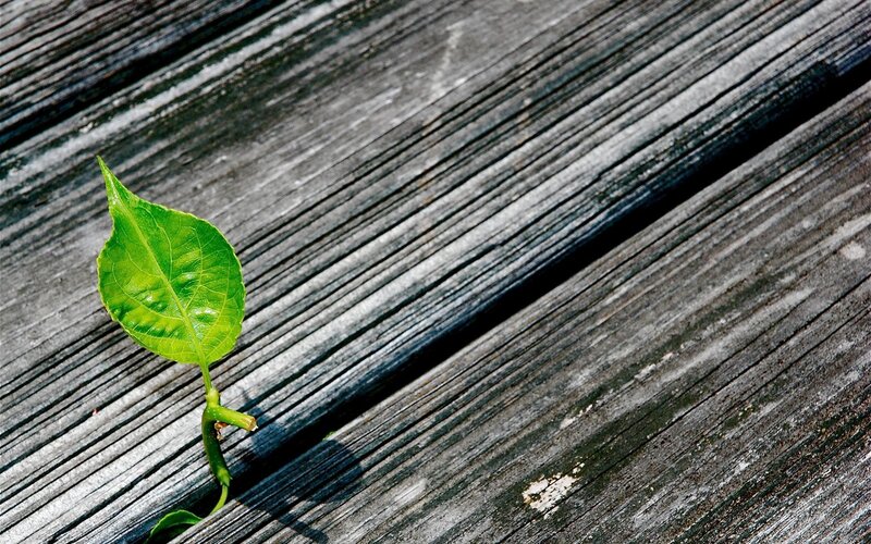 Green Leaf Sprouting