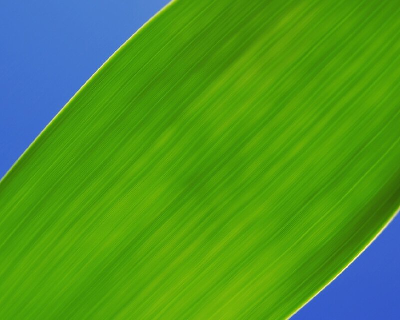 Green Leaf Surface — Calm, Photograph