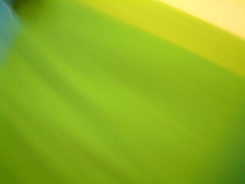 Green Leaf Surface — Calm