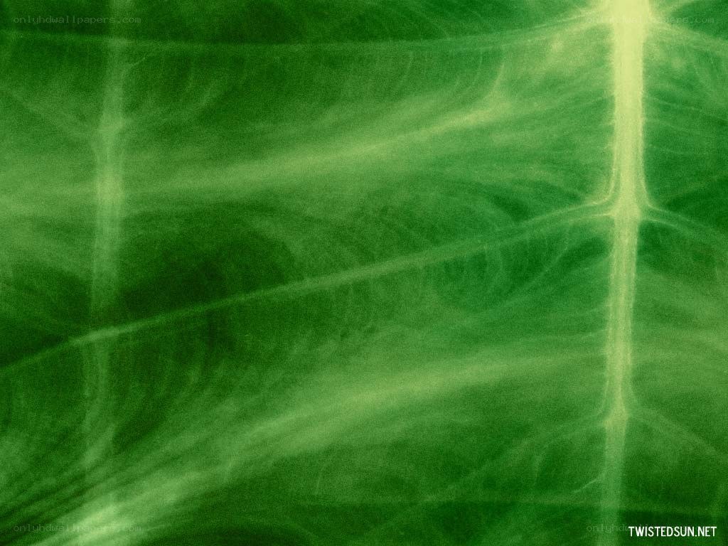 green leaf texture