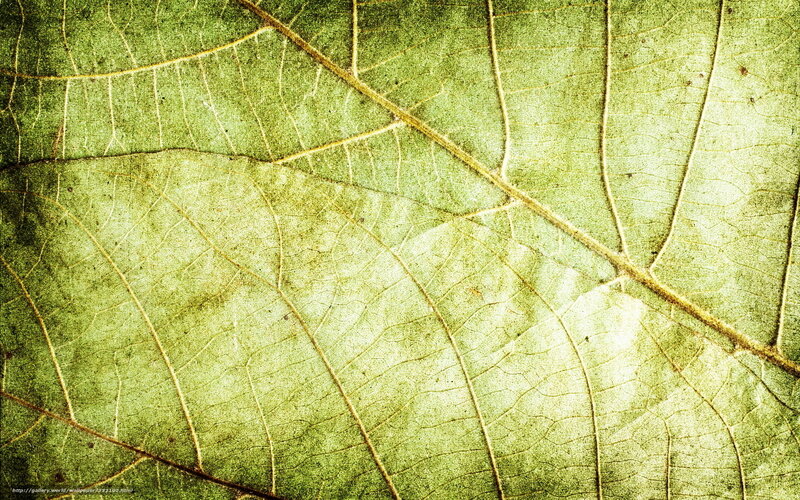 green leaf texture background