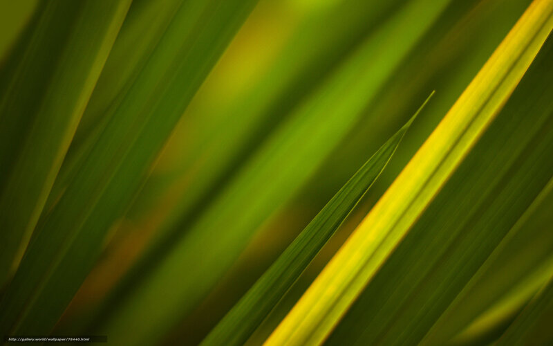 Green leaf texture background