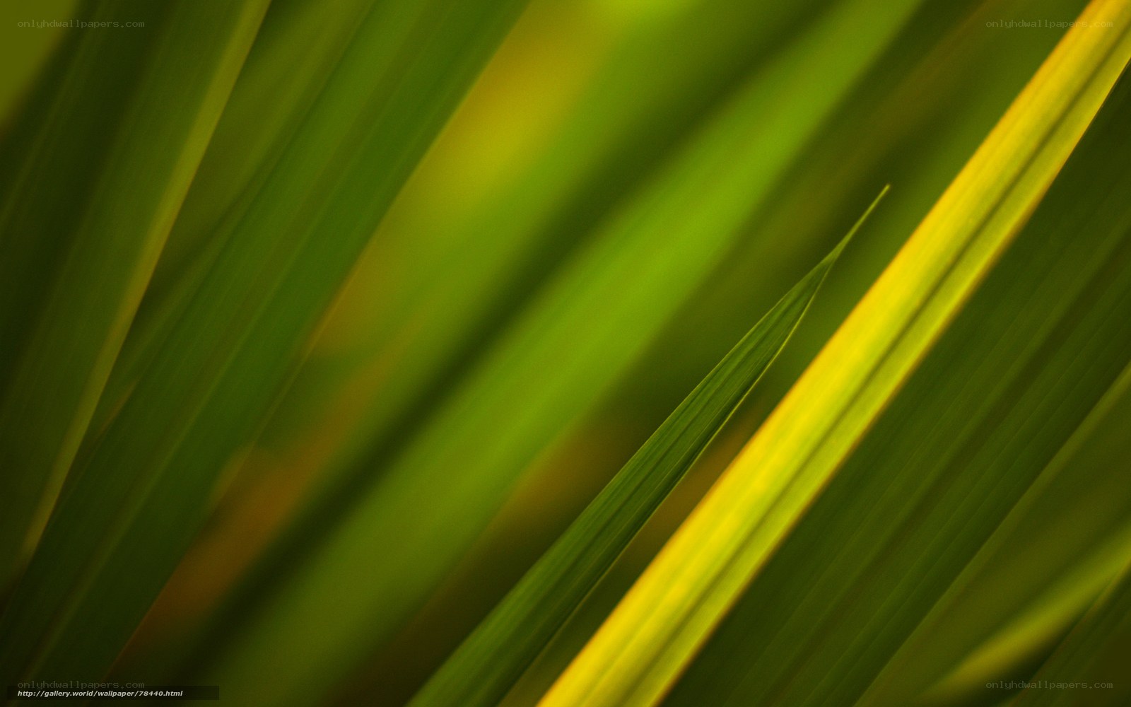 Green leaf texture background